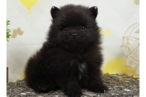 成約済の千葉県のポメラニアン-222814の3枚目